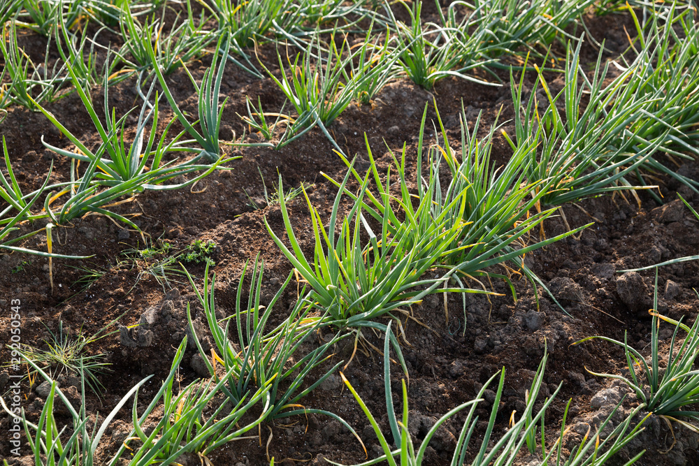 Obraz premium Plantation of young chives