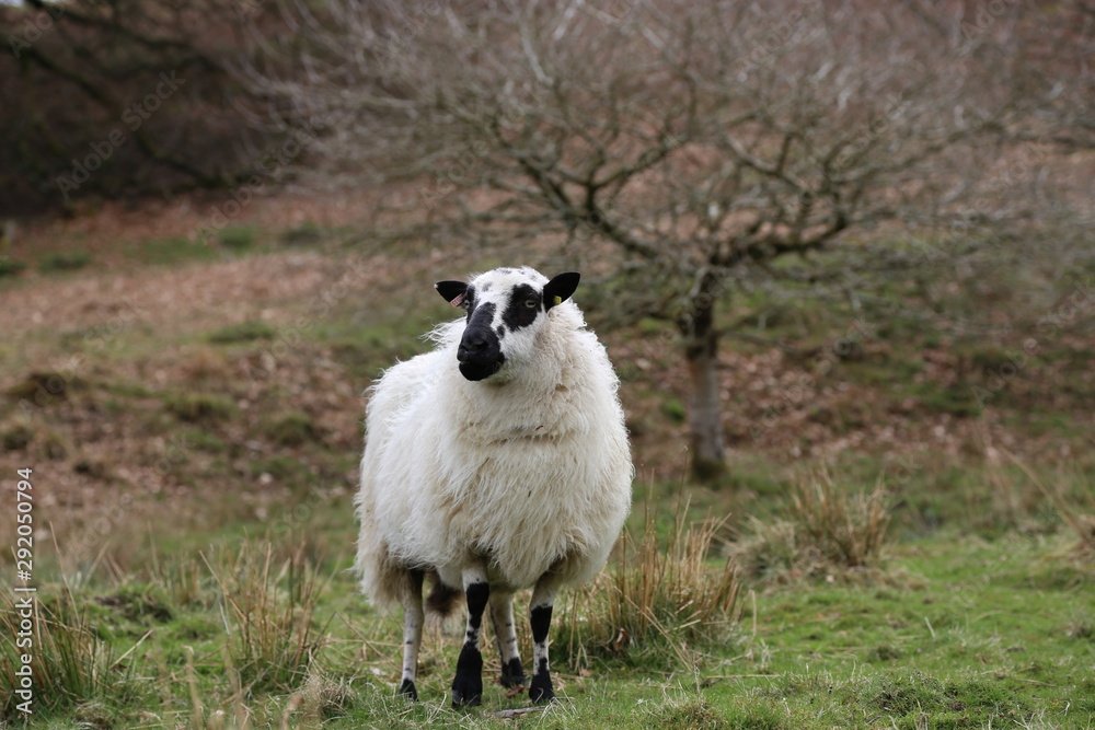 Sheep with Lamb in a green field, in welsh countryside Sheep with Lamb in a green field, in welsh countryside