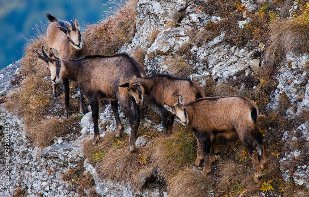 group of chamois goats looking at camera group of chamois goats looking at camera