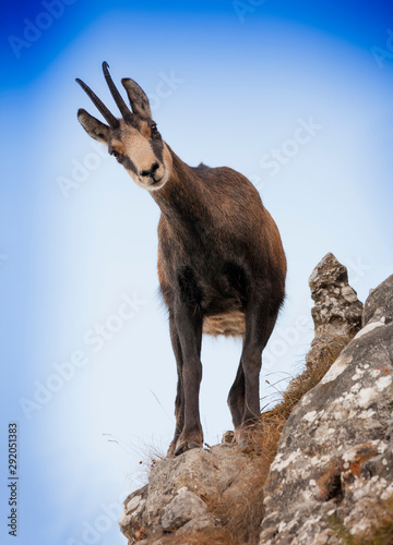 wild chamois goats on mountain rock