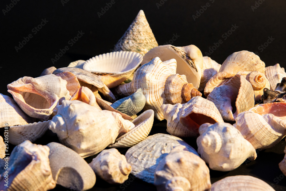 scattering of small seashells on a black background scattering of small seashells on a black background