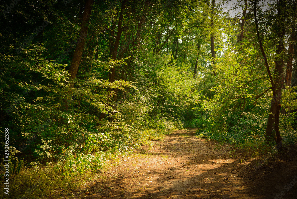 Fototapeta premium Walkway in the forest on a sunny day