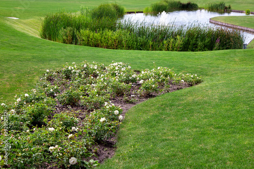 landscape design of a hilly meadow with a flower bed of white roses among a green lawn in the background a pond with water and reeds.