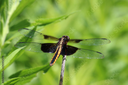 Dragon Fly 1 © Susie