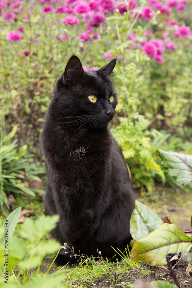 Bombay black cat in garden with flowers. Outdoors, nature