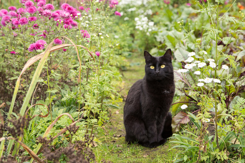 Bombay black cat in garden with flowers. Outdoors, nature