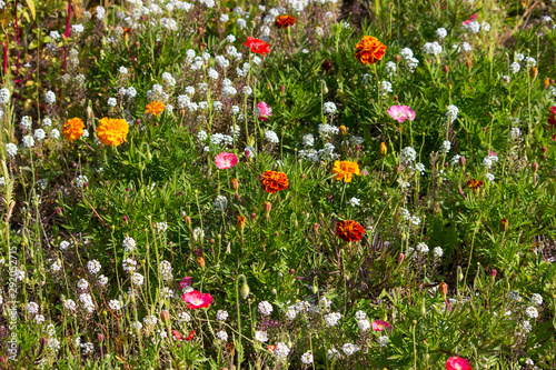 Field of Wild Flowers