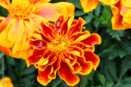 Fototapeta Naklejka Na Ścianę i Meble -  Orange Marigold with Rain Drops
