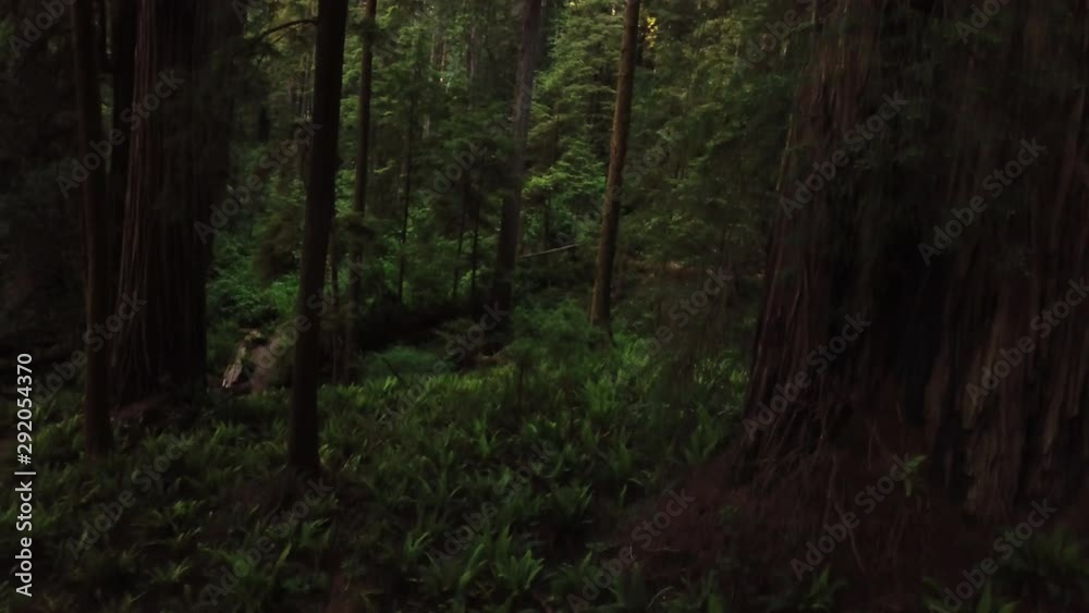 Aerial Shot Ascending Up Redwood Trees in California Aerial Shot Ascending Up Redwood Trees in California