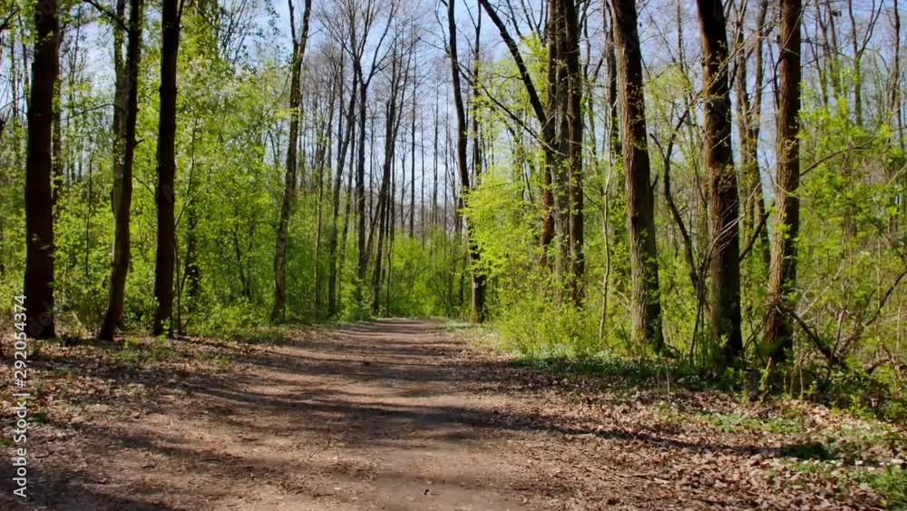 Person riding bike in the forest. Smooth flycam/gimbal shot of sport activity. Person riding bike in the forest. Smooth flycam/gimbal shot of sport activity.