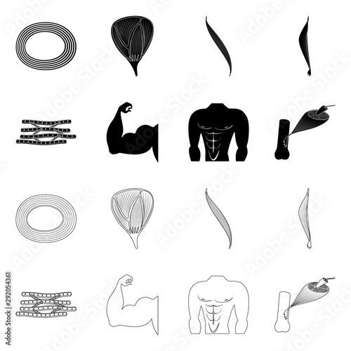 Isolated object of fiber and muscular symbol. Collection of fiber and body stock vector illustration.