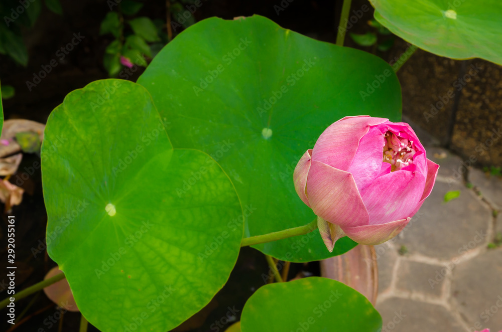 Beautiful water lily flowers with green leaves Beautiful water lily flowers with green leaves