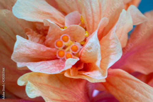 Tropical Hibiscus Flower Macro