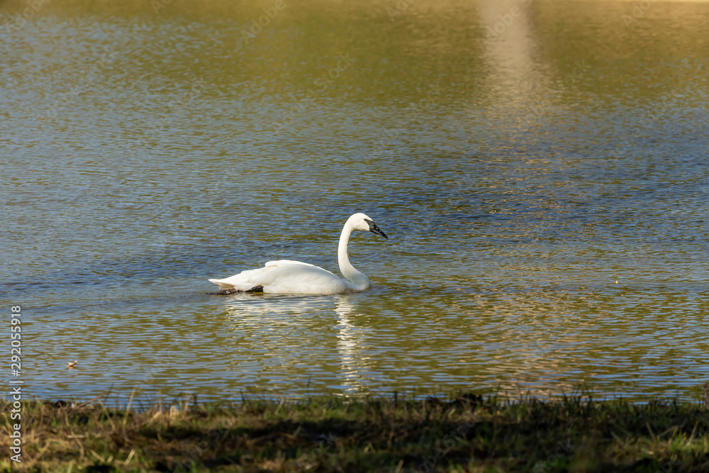 The trumpeter swan (Cygnus buccinator) on the lake. Beautiful North American species of swan. Native species of north America. The trumpeter swan (Cygnus buccinator) on the lake. Beautiful North American species of swan. Native species of north America.