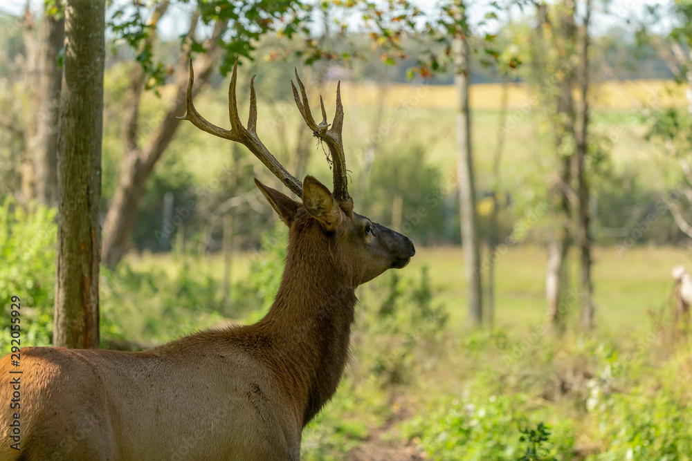 Young elk or wapiti (Cervus canadensis) in natural habitat. The largest species of deer. Young wapiti with new antlers with the remains of velvet.