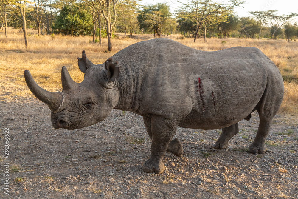 Obraz premium Baraka the Blind Rhino in Ol Pejeta Conservancy, Kenya