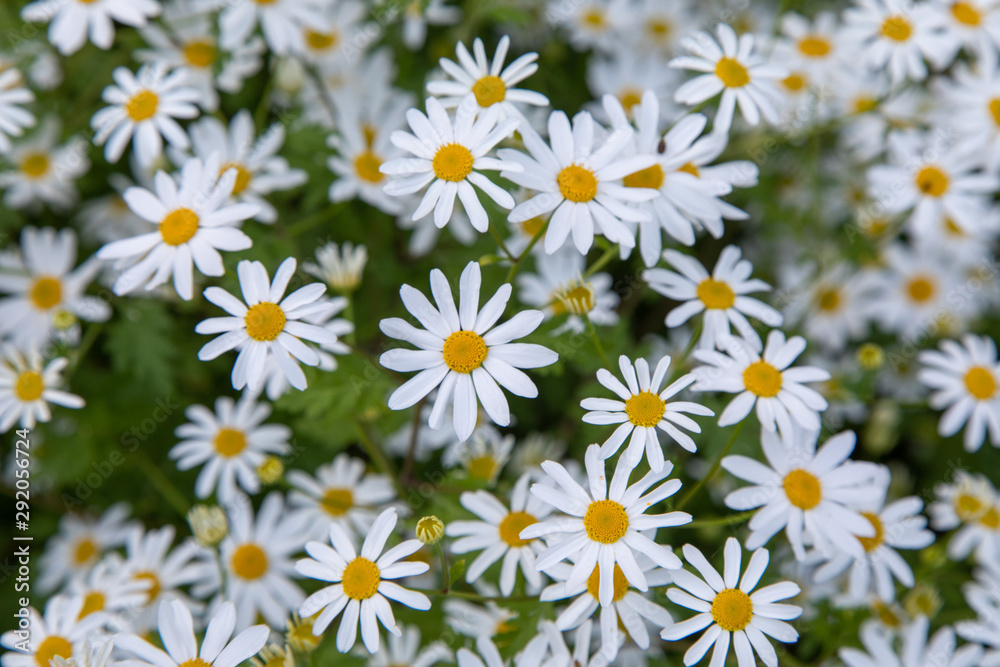 Filling the Frame with Bunches of Cheerful White and Yellow Daisies Filling the Frame with Bunches of Cheerful White and Yellow Daisies