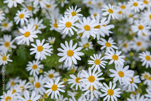 Filling the Frame with Bunches of Cheerful White and Yellow Daisies