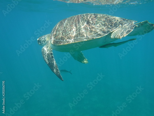 Une tortue marine nageant avec un poisson dessous © Patrick