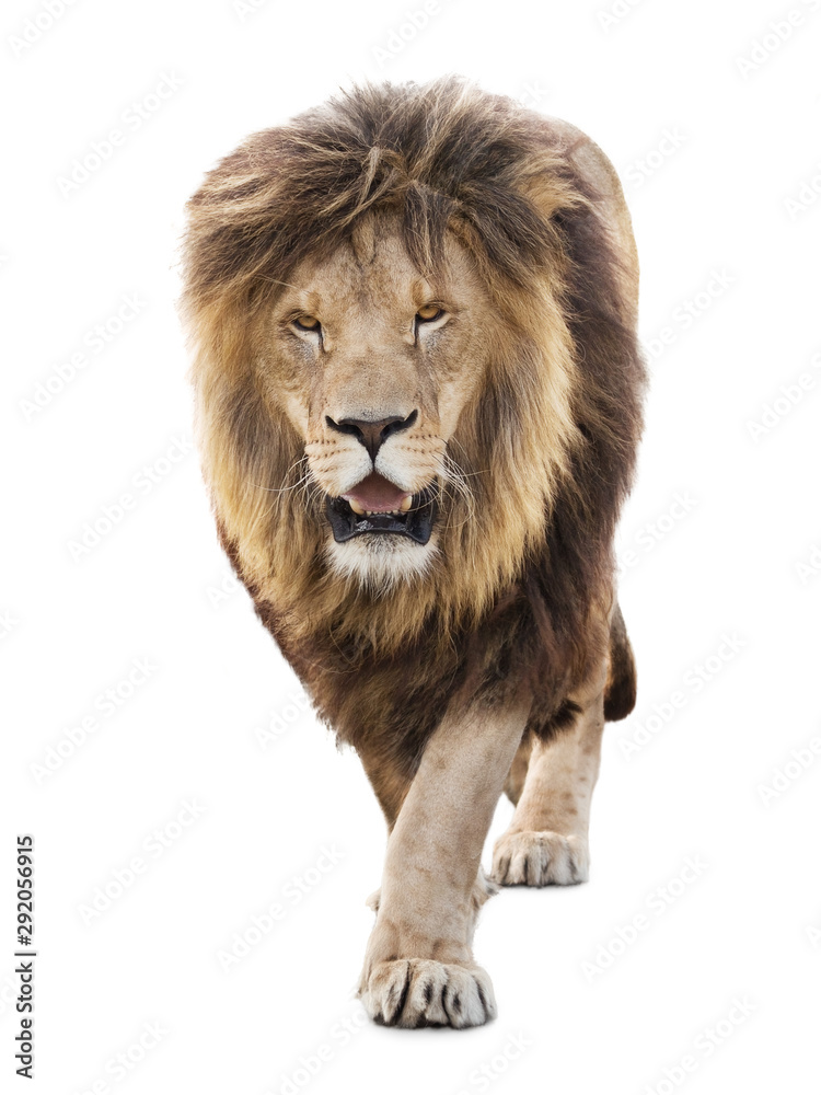 Majestic powerful lion walking isolated on white background