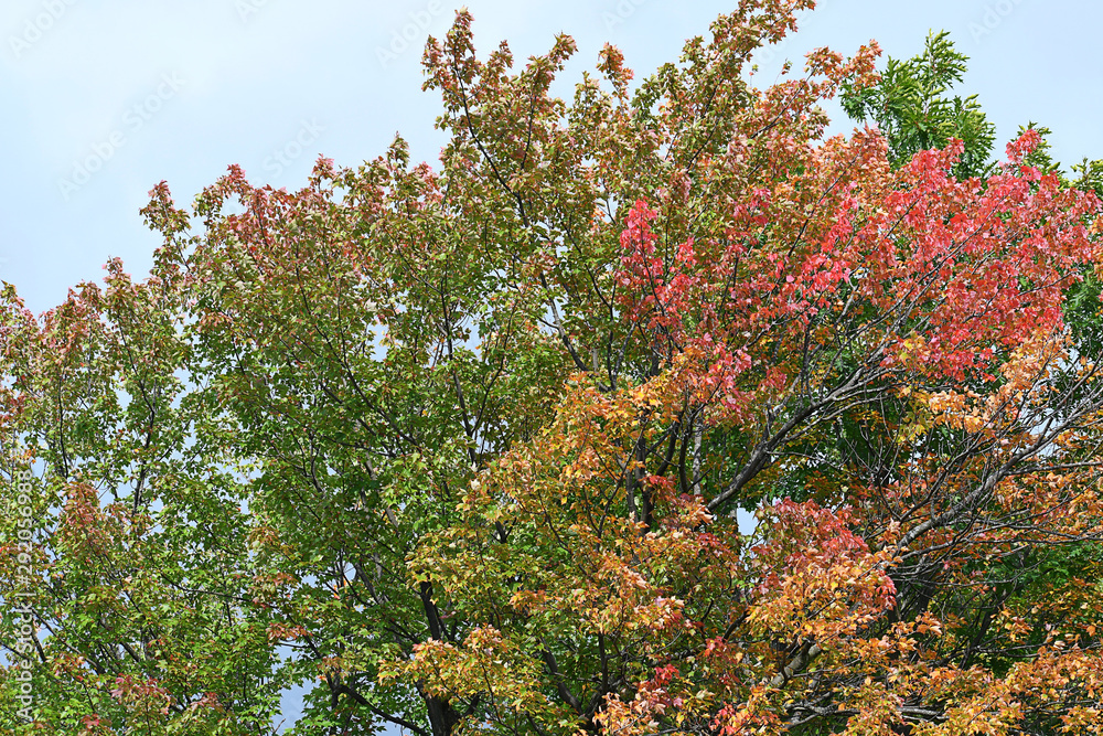 Colourful autumn foliage of maple trees