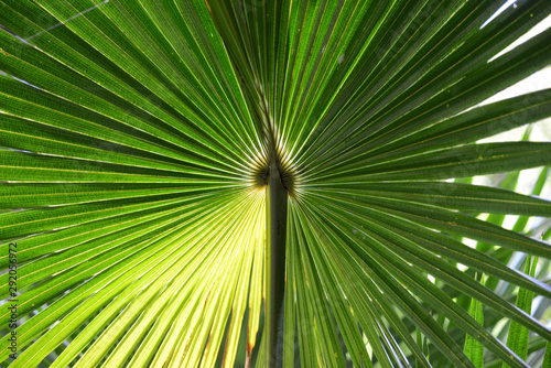 Hemp Palm detail