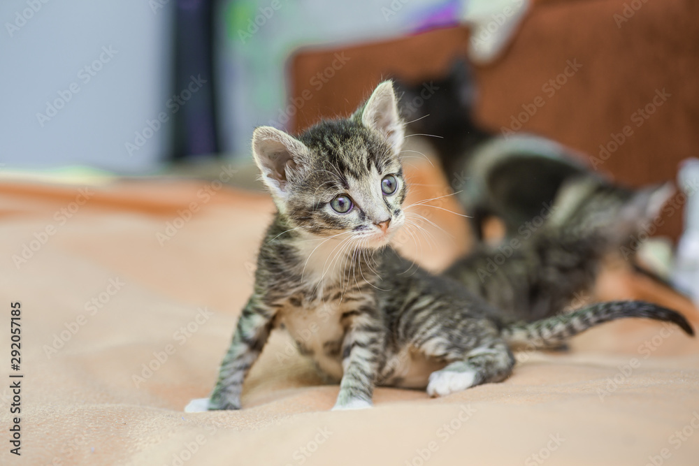Funny kitten raised his paw. Homeless animals. Treatment of domestic cats. Funny kitten raised his paw. Homeless animals. Treatment of domestic cats.