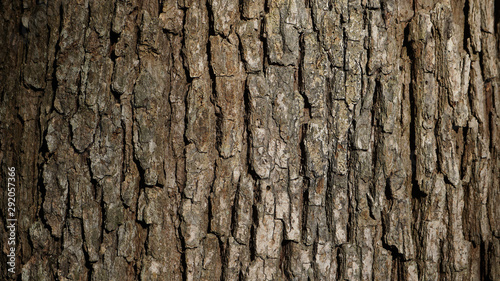 A close up of tree bark.