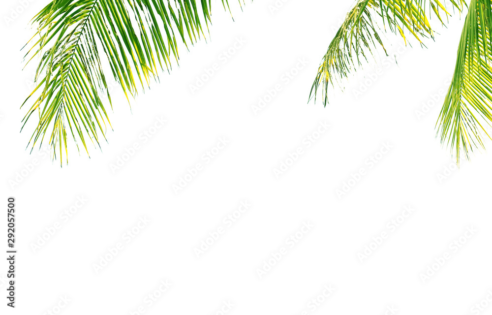 Fototapeta premium coconut leaves isolated on white background