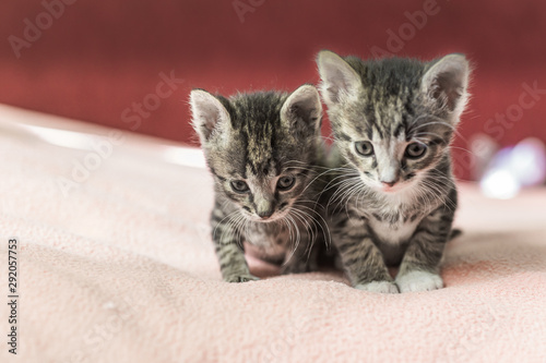 Two little kittens play on the bed. Domestic cats in a shelter. No one needs cats. Breeding cats from a domestic cat.