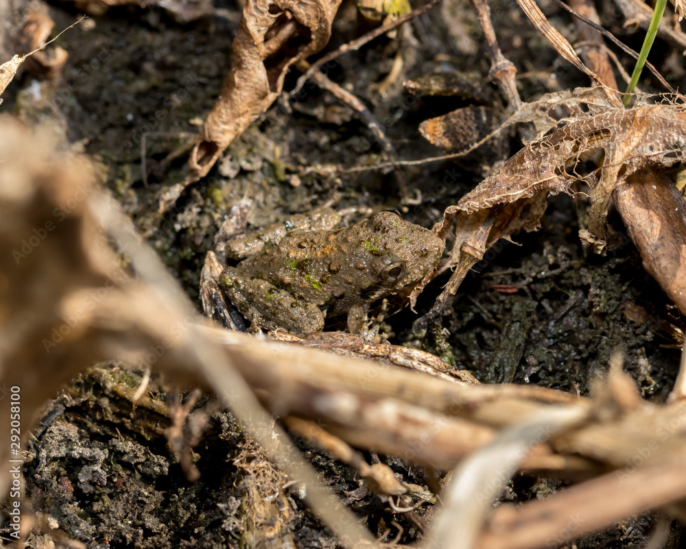 Blanchard's cricket frog, tree frog species, in its natural environment of vegetation on the shore line of pond. This frog is in population decline and threatened in parts of the Midwest Blanchard's cricket frog, tree frog species, in its natural environment of vegetation on the shore line of pond. This frog is in population decline and threatened in parts of the Midwest