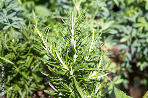 A view of a rosemary herb potted plant.