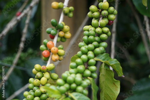 Kona coffee berries ripen on the bush