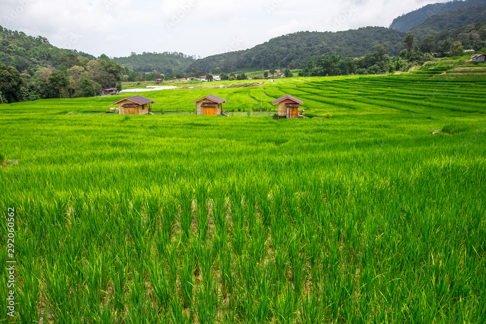 Close-up nature background of green fields, atmosphere surrounded by trees, mountains, clear sky, blurred winds, cool weather during adventurous travel Close-up nature background of green fields, atmosphere surrounded by trees, mountains, clear sky, blurred winds, cool weather during adventurous travel