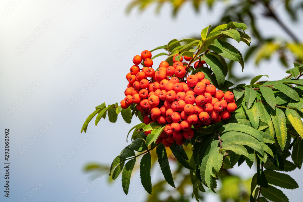 Red bunch of rowan on the background of the cloudy rainy sky. Red bunch of rowan on the background of the cloudy rainy sky.