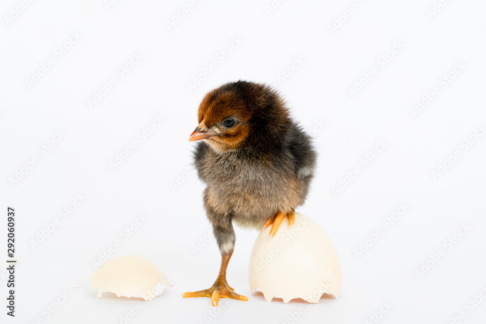 Obraz premium little black chicken isolated on white background,Chicks just born.