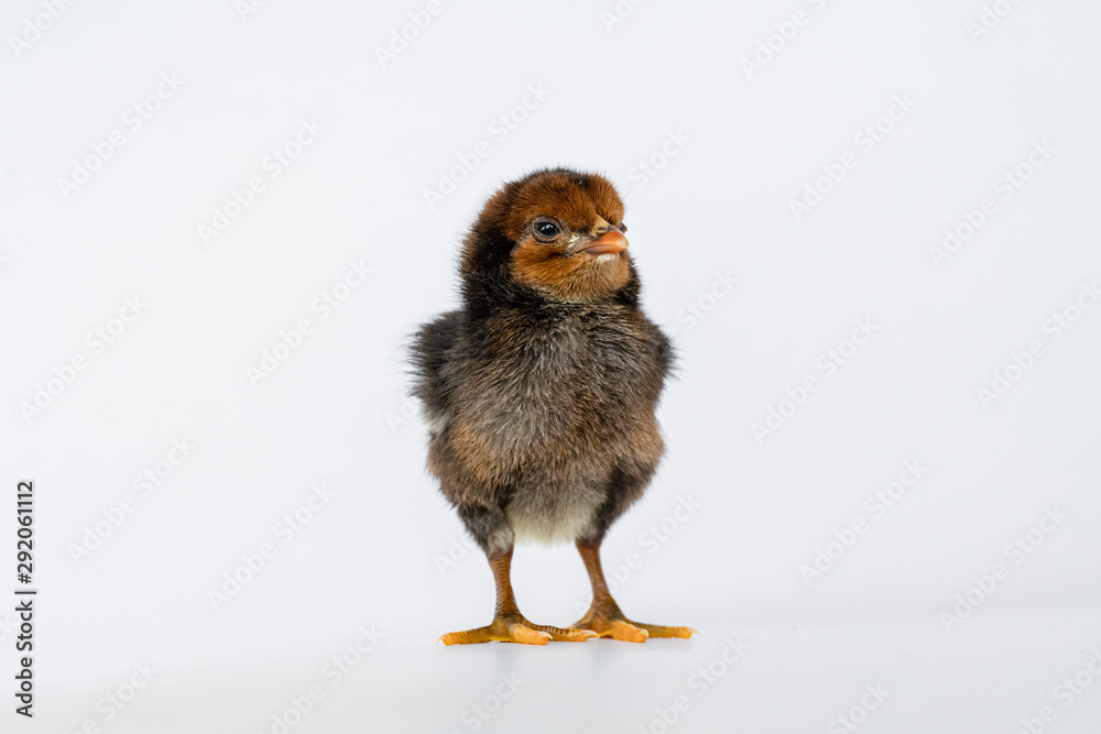 Obraz premium little black chicken isolated on white background,Chicks just born.