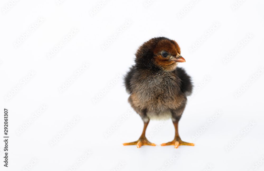 little black chicken isolated on white background,Chicks just born.
