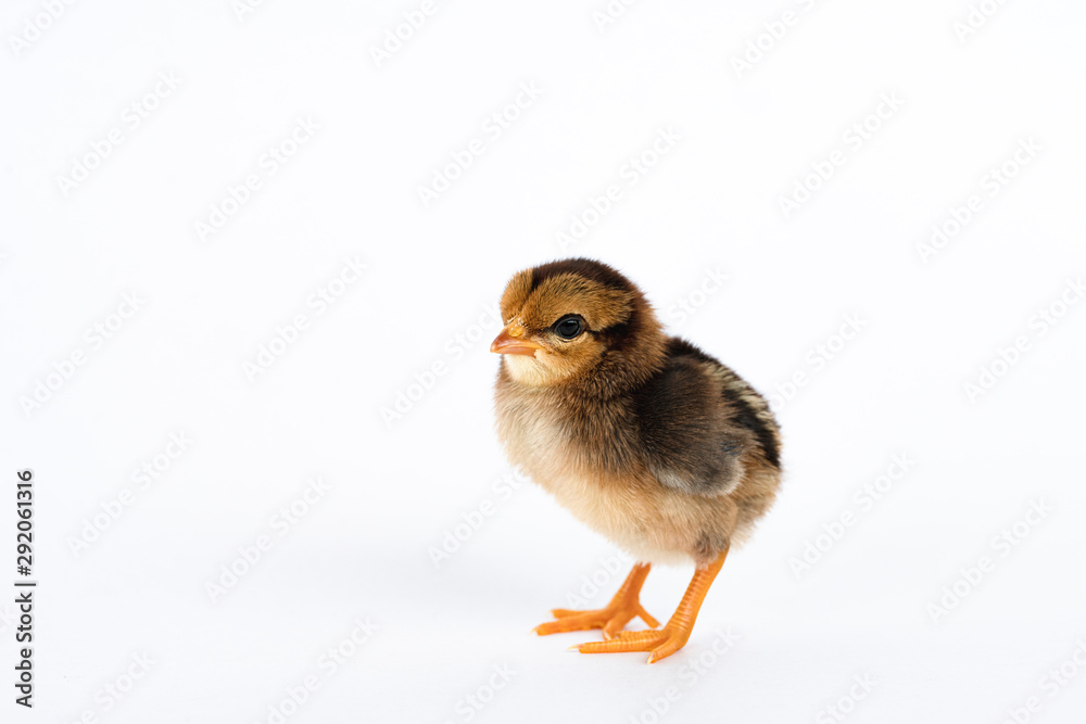 little black chicken isolated on white background,Chicks just born.