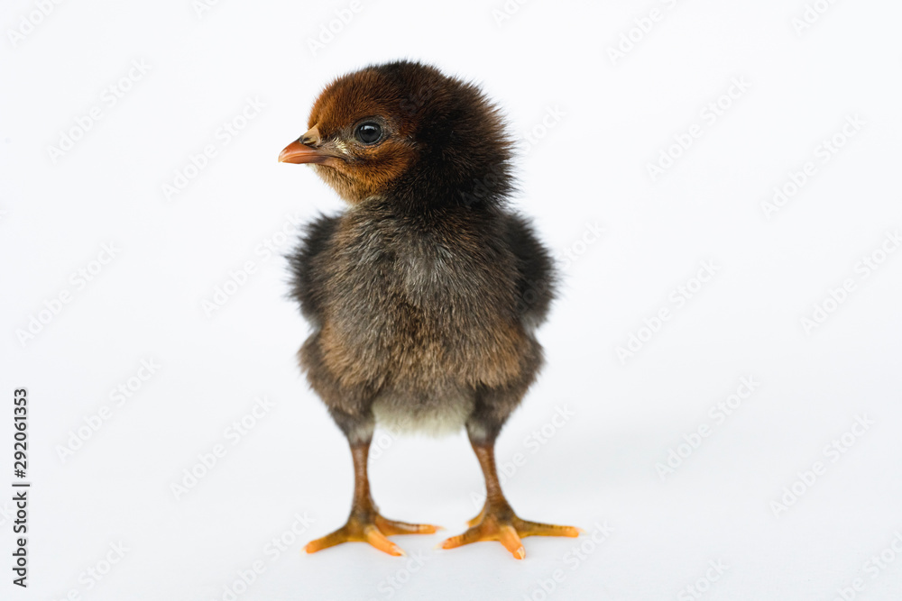 little black chicken isolated on white background,Chicks just born.