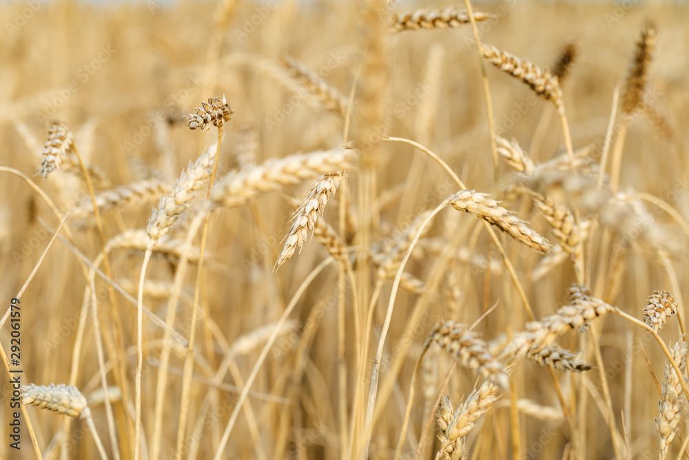 Rural scenery. Background of ripening ears of wheat field. Crops field. Selective focus. Field landscape. Rural scenery. Background of ripening ears of wheat field. Crops field. Selective focus. Field landscape.