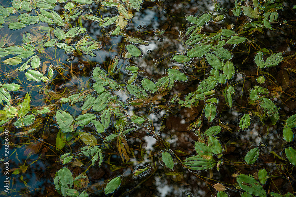 水草 水草