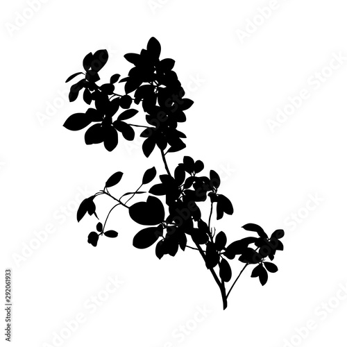 Black Ficus Benjamin plant Silhouette isolated on white background. Vector Illustration