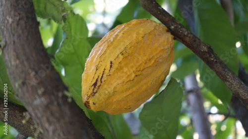 Fruto do cacau - Itaguaí rio de janeiro