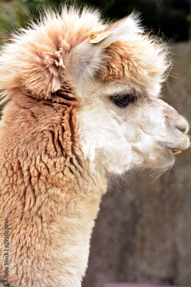 Obraz premium アルパカの横顔