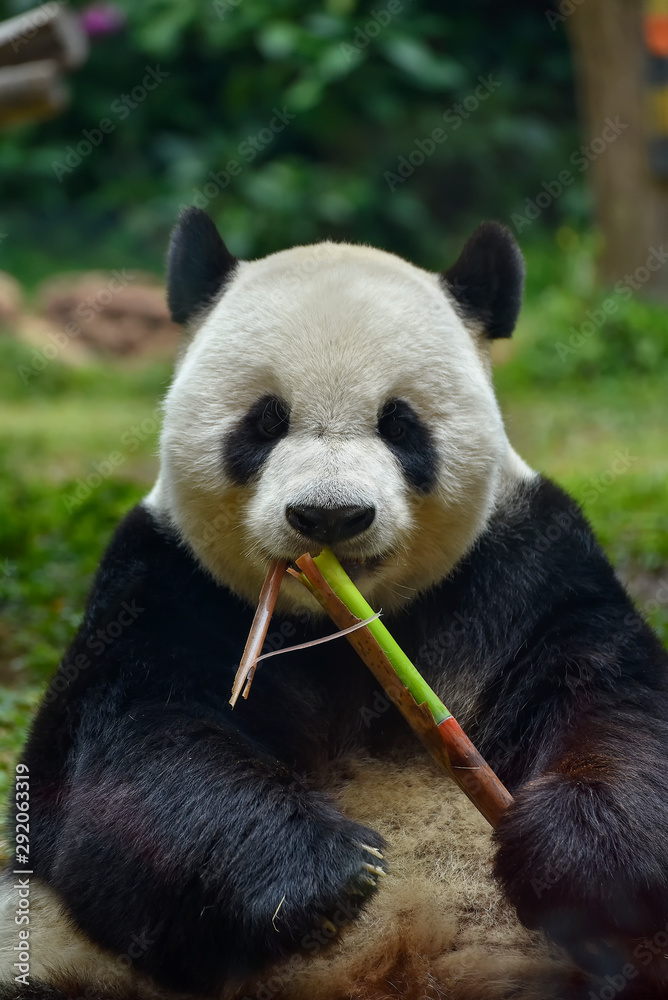 Obraz premium Giant panda