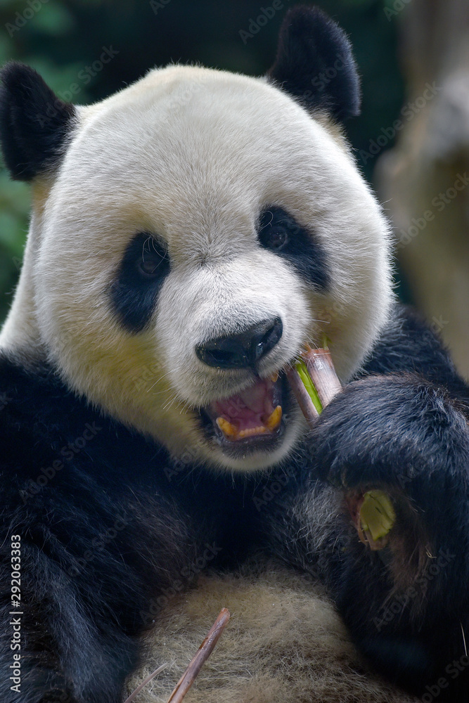 Obraz premium Giant panda