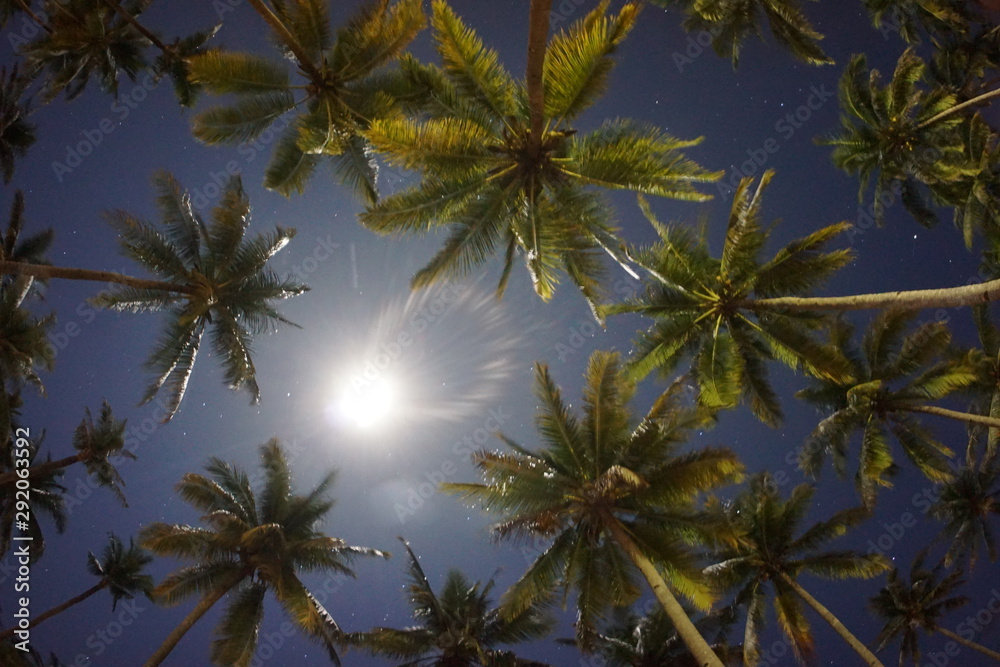 Palmtrees in the night sky in Sumbawa