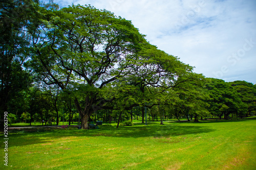 Fototapeta Naklejka Na Ścianę i Meble -  lush green trees blue sky in the afternoon at chatuchak railway park
