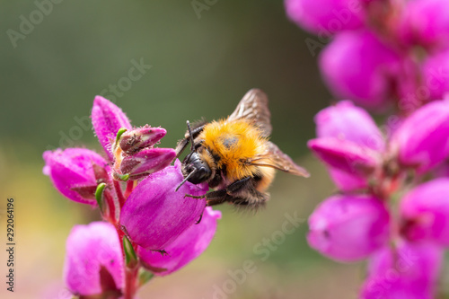 bumble bee on erica blossom; save the bees pesticide free concept